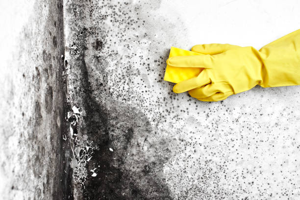 Home Mold Removal in West Loch Estate, HI