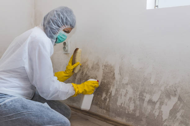 Best Best Mold Removal Companies  in West Loch Estate, HI