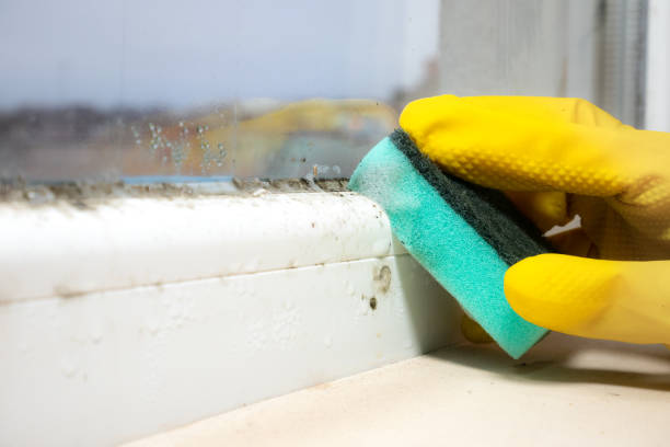 Certified Mold Removal in West Loch Estate, HI