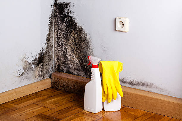 Certified Mold Removal in West Loch Estate, HI
