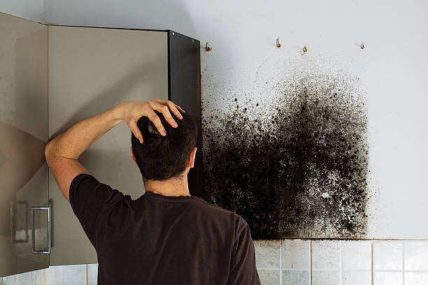 Best Local Mold Removal Service  in West Loch Estate, HI
